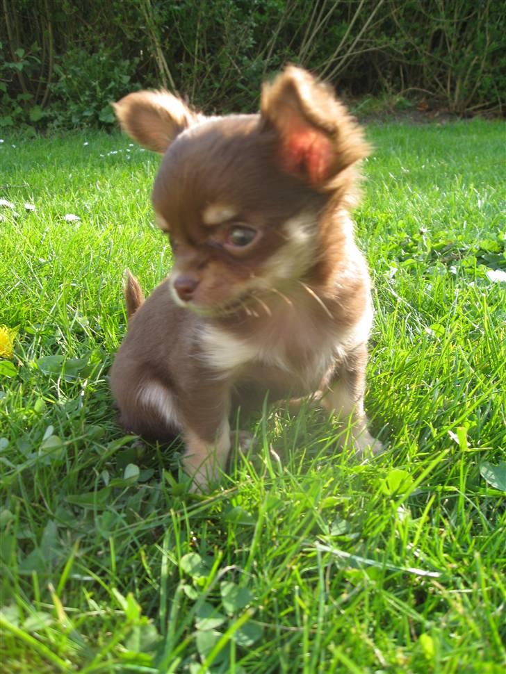 Chihuahua Ballerina billede 12