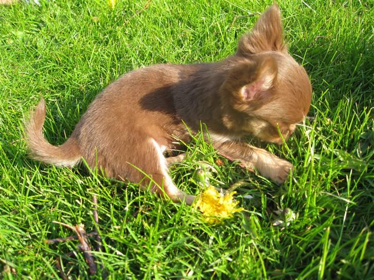 Chihuahua Ballerina billede 13