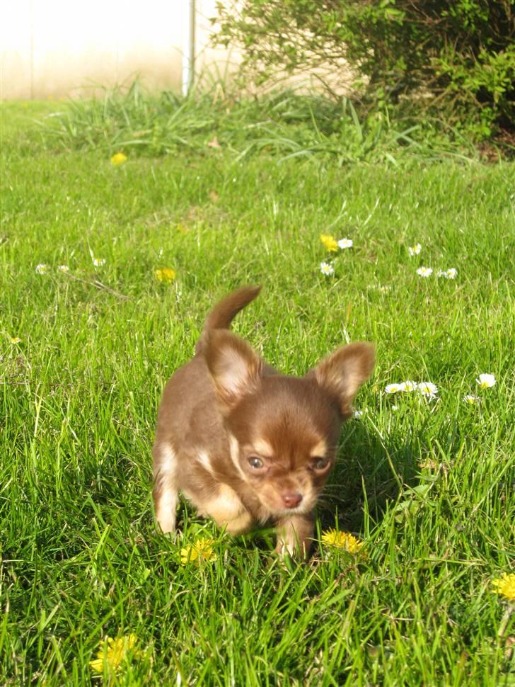 Chihuahua Ballerina billede 14