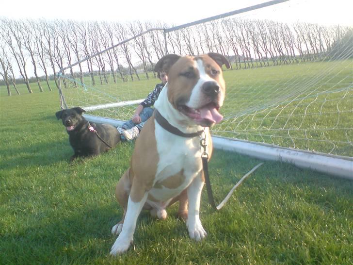 Amerikansk staffordshire terrier ferdinand billede 7