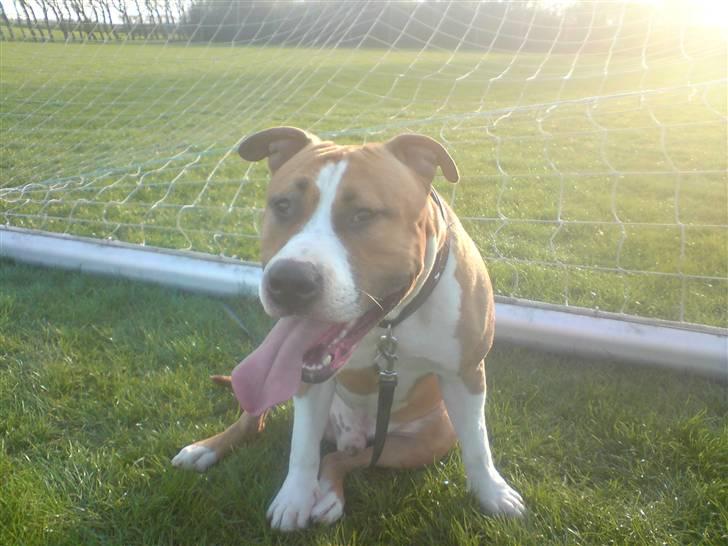 Amerikansk staffordshire terrier ferdinand billede 8