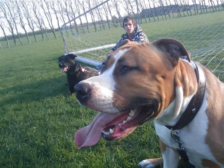 Amerikansk staffordshire terrier ferdinand billede 9