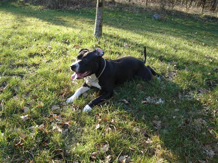 Amerikansk staffordshire terrier molly billede 2