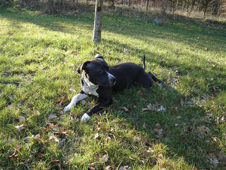 Amerikansk staffordshire terrier molly billede 3