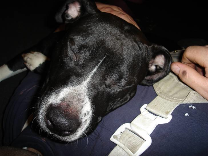 Amerikansk staffordshire terrier molly - sover på fars mave billede 5