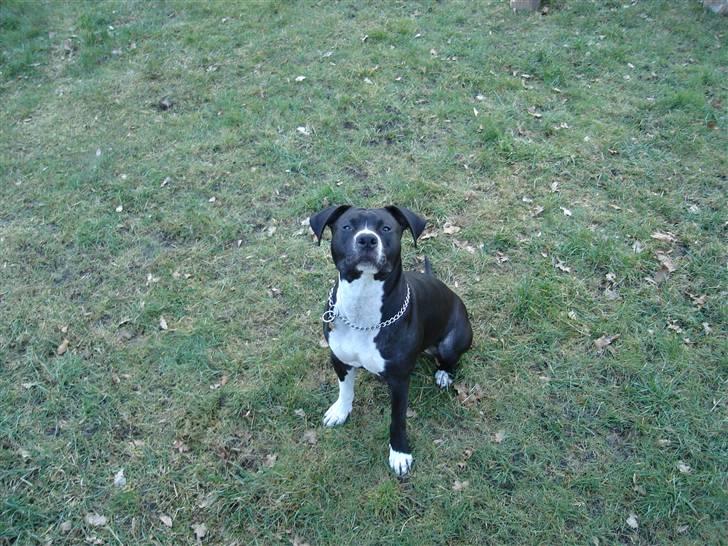 Amerikansk staffordshire terrier molly billede 6