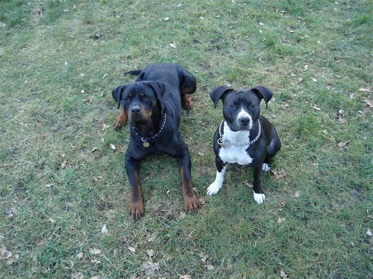 Amerikansk staffordshire terrier molly - molly sammen med vores rotte billede 7