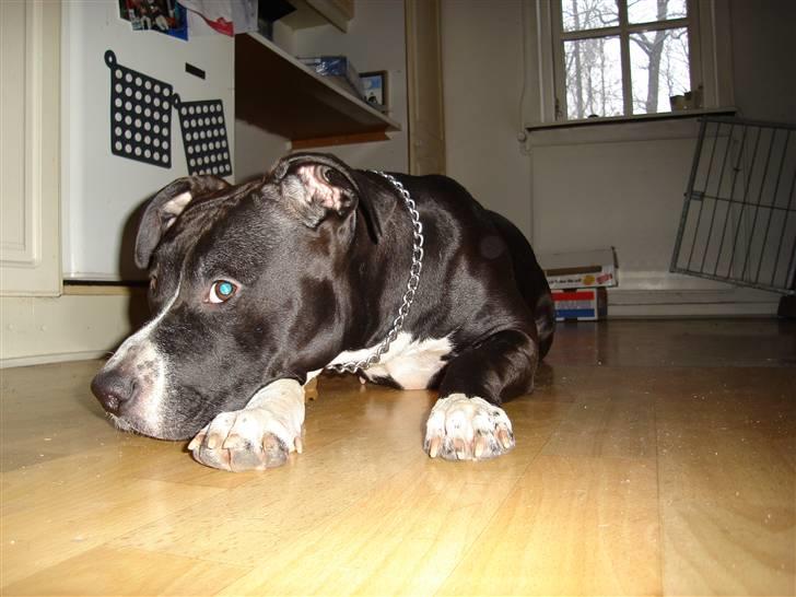 Amerikansk staffordshire terrier molly billede 8