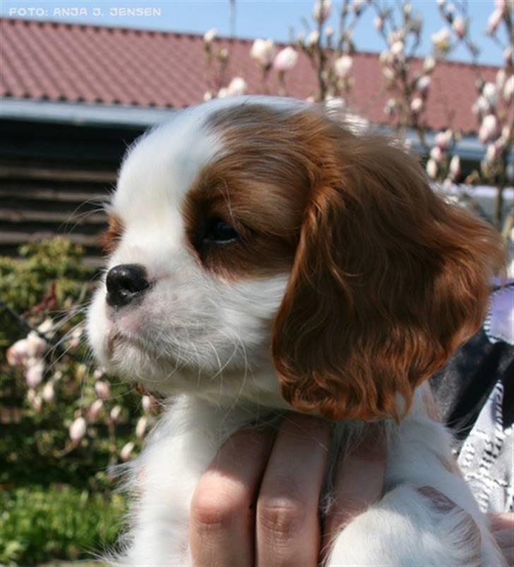 Cavalier king charles spaniel BC Jubilee Jaii billede 1