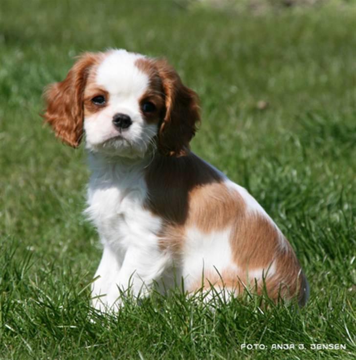 Cavalier king charles spaniel BC Jubilee Jaii billede 2