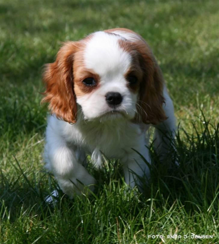 Cavalier king charles spaniel BC Jubilee Jaii billede 3