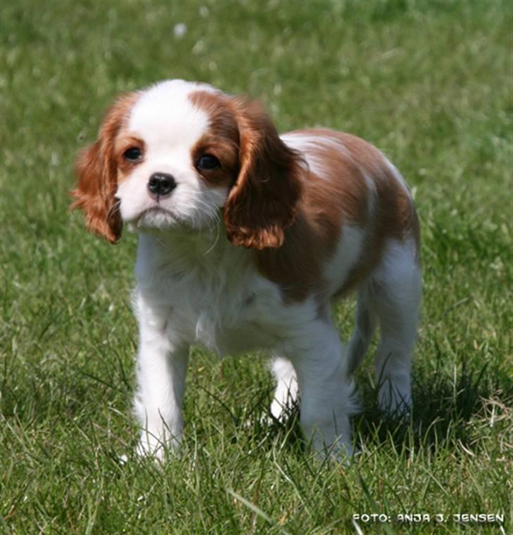 Cavalier king charles spaniel BC Jubilee Jaii billede 4