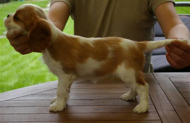 Cavalier king charles spaniel BC Jubilee Jaii - Jaii - stadig hos sin opdrætter billede 5
