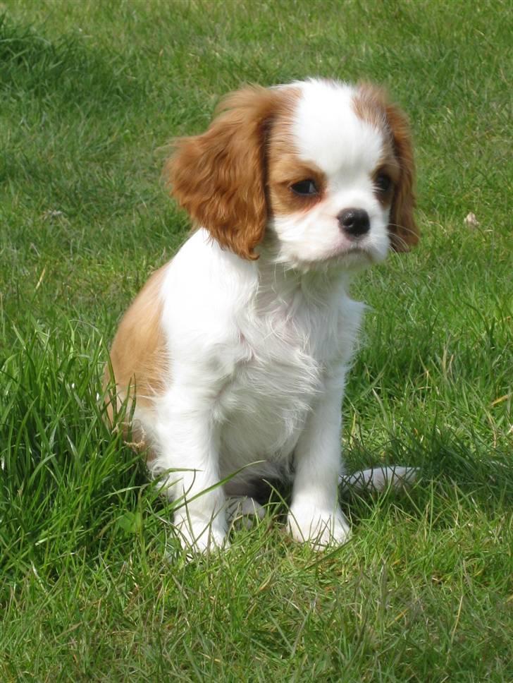 Cavalier king charles spaniel BC Jubilee Jaii billede 6