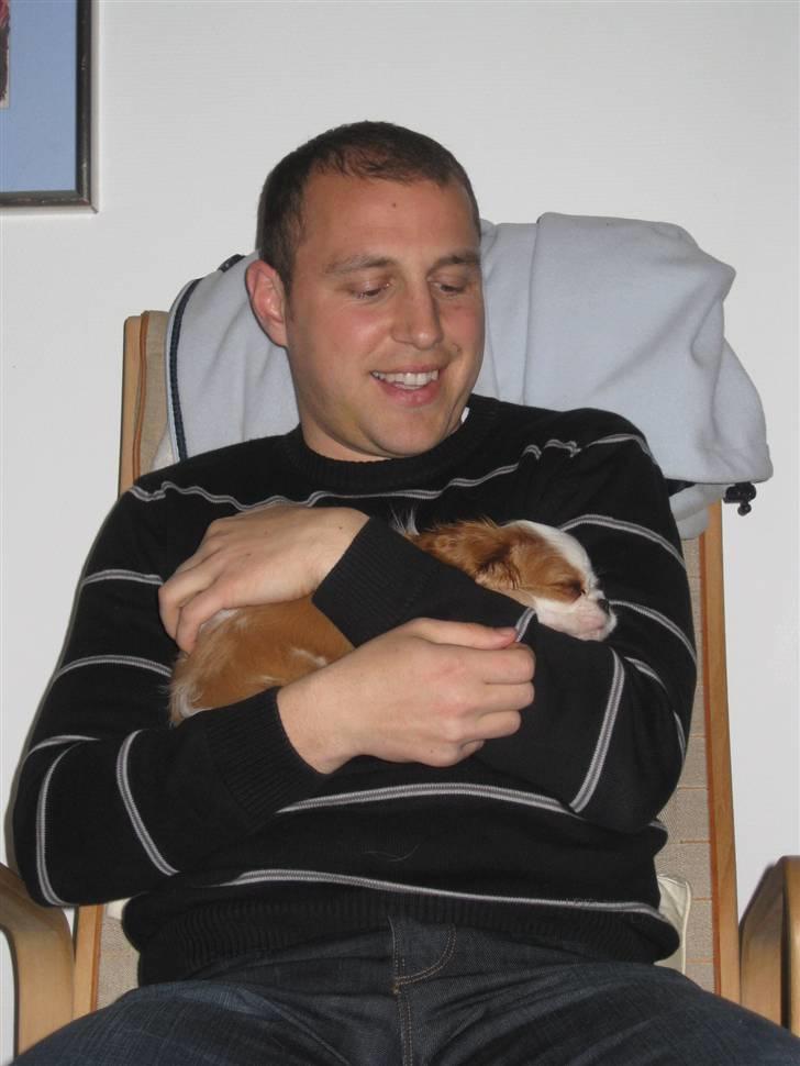 Cavalier king charles spaniel BC Jubilee Jaii - Kæresten er så blød for hende : ) billede 7