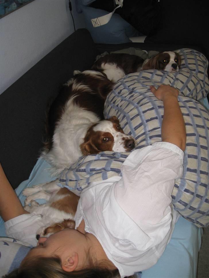 Cavalier king charles spaniel BC Jubilee Jaii - Hele flokken - i sengen : ) billede 8