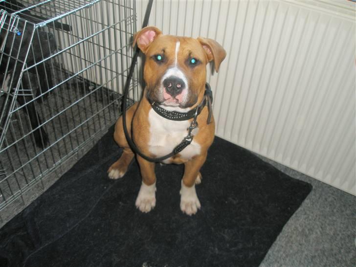Amerikansk staffordshire terrier kaos Solgt billede 1