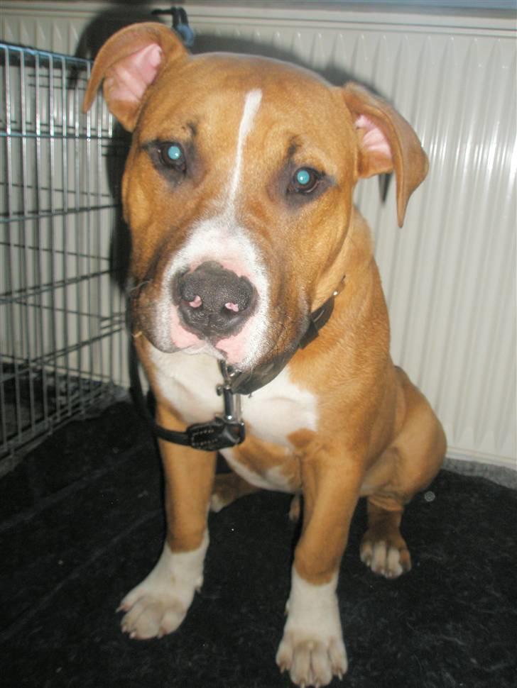 Amerikansk staffordshire terrier kaos Solgt billede 2