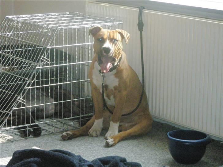 Amerikansk staffordshire terrier kaos Solgt billede 3