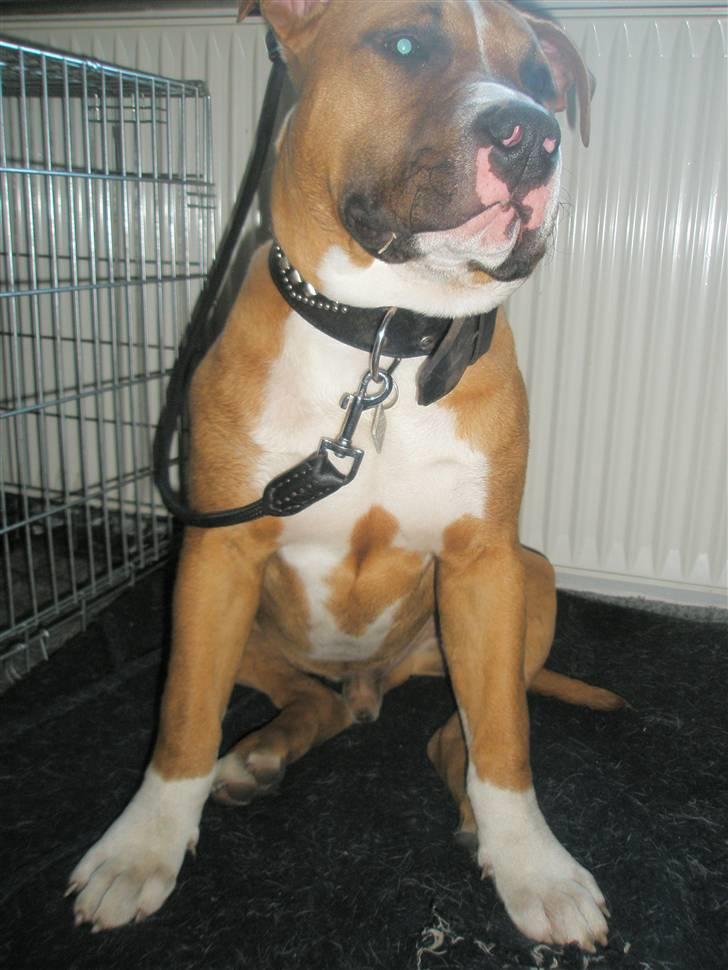 Amerikansk staffordshire terrier kaos Solgt billede 4