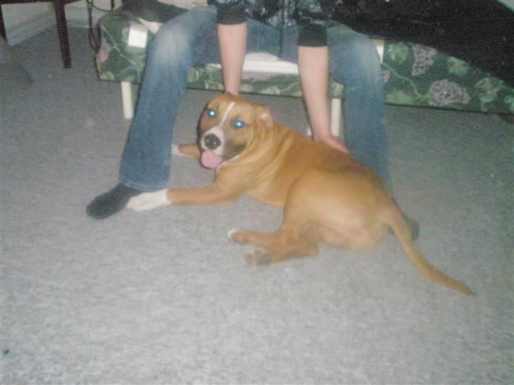 Amerikansk staffordshire terrier kaos Solgt billede 5