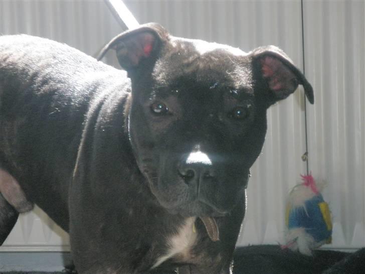 Amerikansk staffordshire terrier Demon Solgt R.I.P billede 12