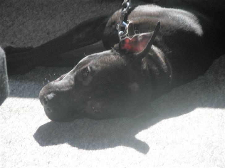 Amerikansk staffordshire terrier Demon Solgt R.I.P billede 13