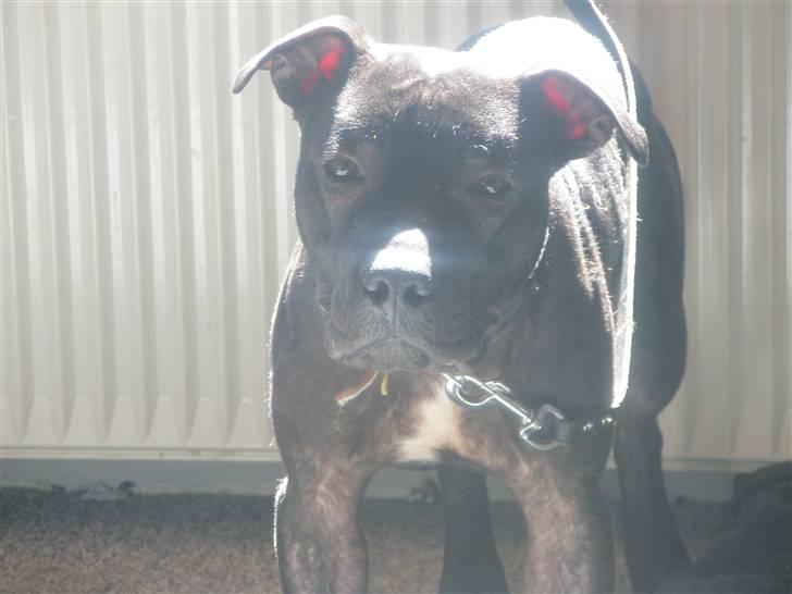 Amerikansk staffordshire terrier Demon Solgt R.I.P billede 14