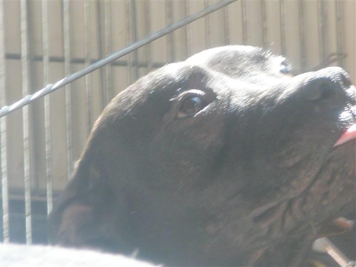 Amerikansk staffordshire terrier Demon Solgt R.I.P billede 15