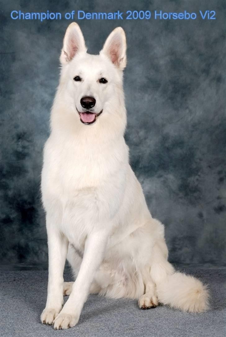 Hvid Schweizisk Hyrdehund Horsebo Vi2 billede 11