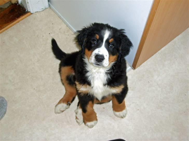 Berner sennenhund Minnie - Velkommen til... Lille Minnie sitter pænt. billede 1