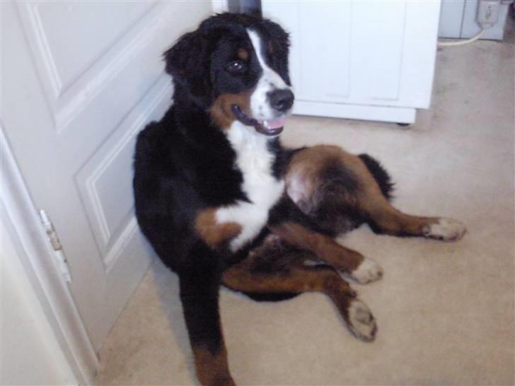 Berner sennenhund Minnie - Hehe, sidder squ underligt billede 2