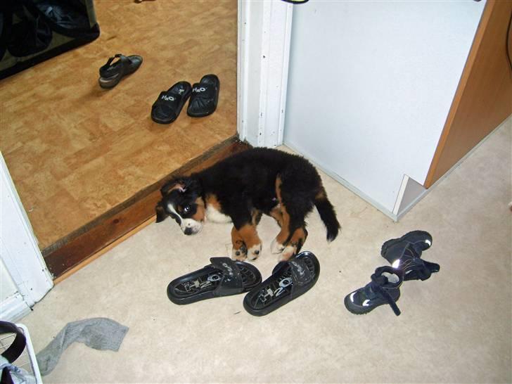 Berner sennenhund Minnie - Sover hos skoene billede 3