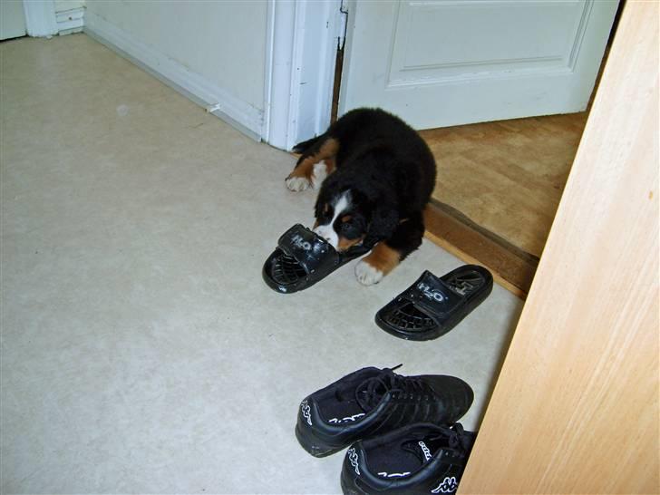 Berner sennenhund Minnie - Jeg snuser kun, men den lugter nu godt. billede 4