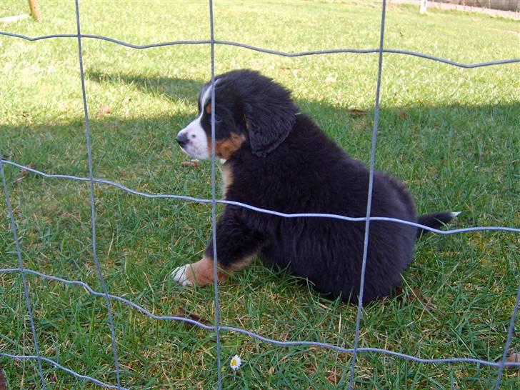 Berner sennenhund Minnie - Minnie sidder på den forkerte side af hegnet. billede 5
