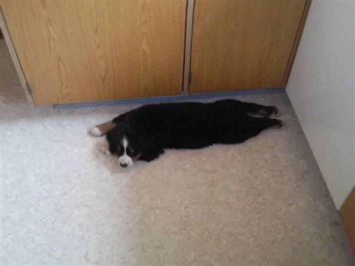 Berner sennenhund Minnie - Hmm. kunne ikke forestille mig at man ligger godt. billede 6