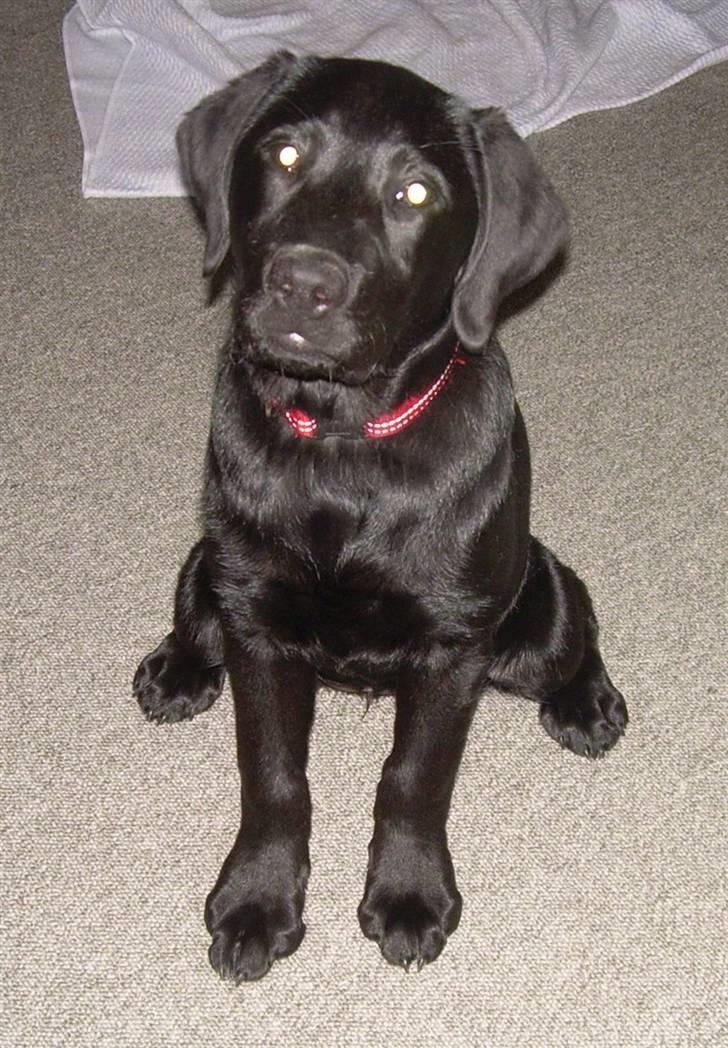 Labrador retriever Bella - Åhr, moar væk med det der kamera så du kan lege med mig. billede 1