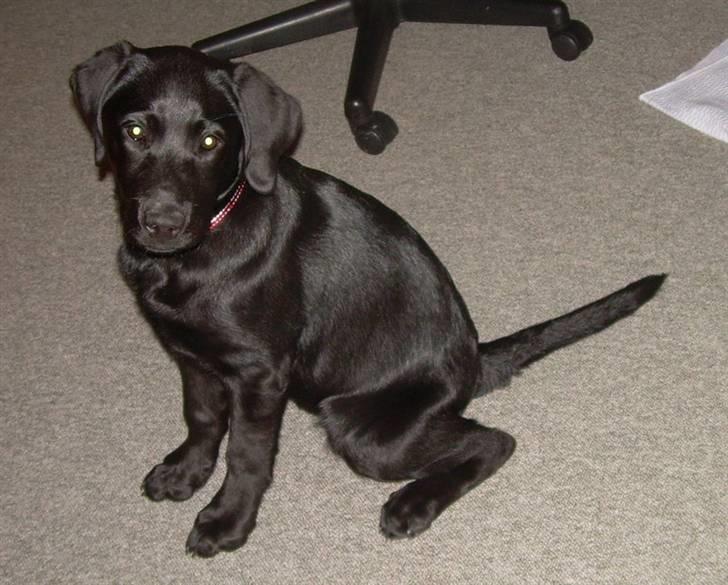 Labrador retriever Bella - Ok så sidder jeg fint nu. Skal vi så lege bagefter? billede 2