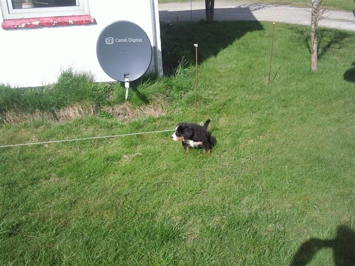 Berner sennenhund Minnie - Dygtig hund.... billede 7