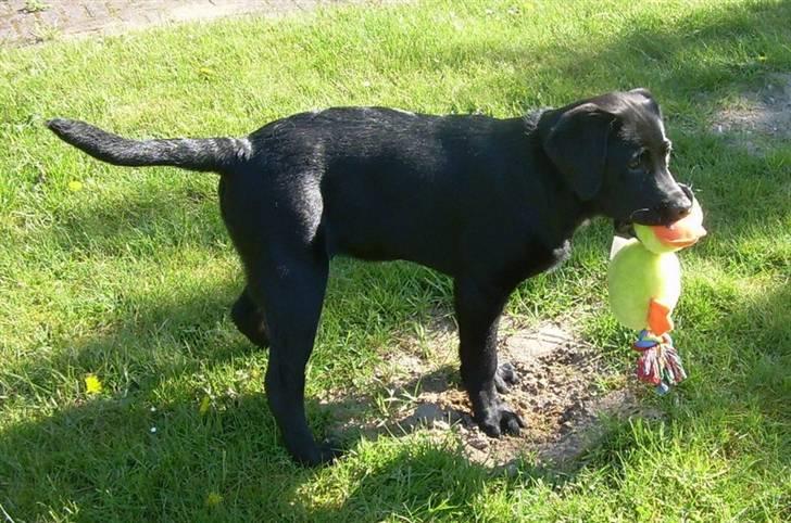 Labrador retriever Bella - Ok, der er et fint hul her. Måske jeg kan grave min and ned nu? billede 3