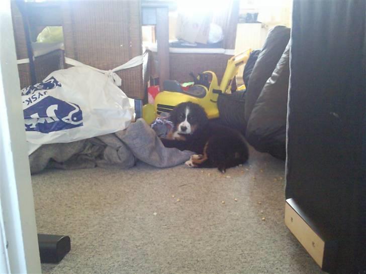 Berner sennenhund Minnie - Her ligger man godt, i alt rodet. billede 8