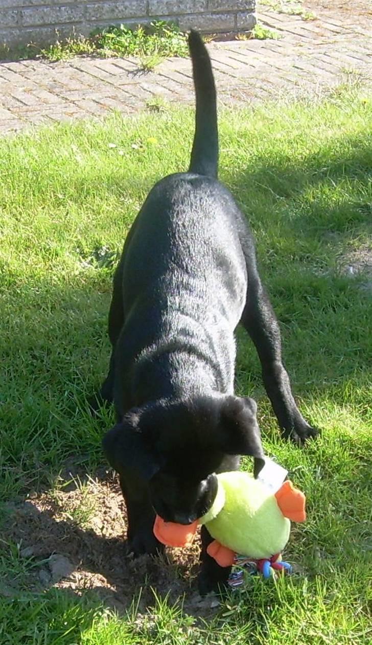Labrador retriever Bella - Mor, kig væk.. billede 4