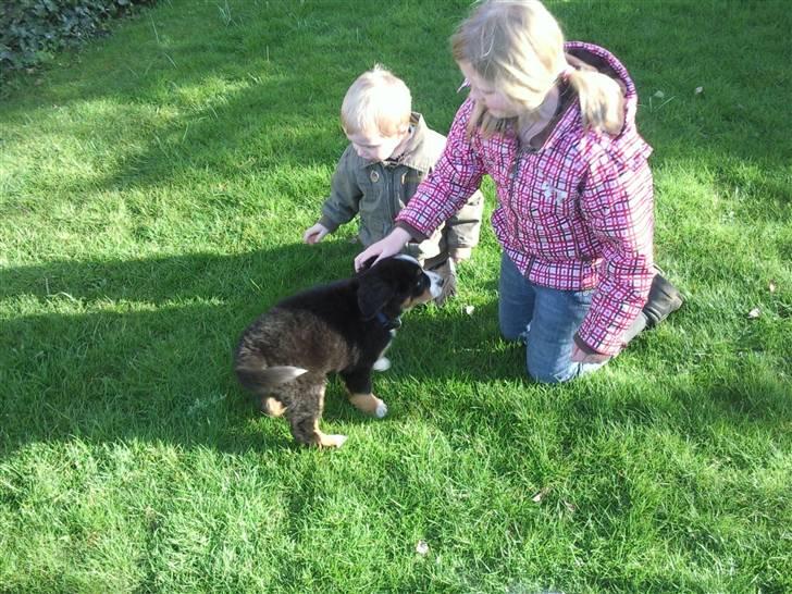 Berner sennenhund Minnie - Esben, Minnie og Sisse... billede 9