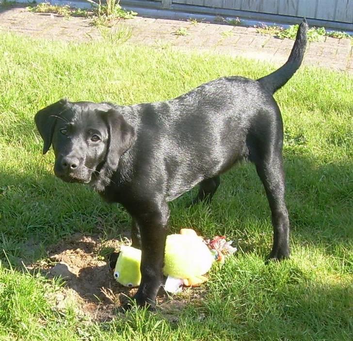 Labrador retriever Bella - Mig? Jeg graver da ikke!! billede 5