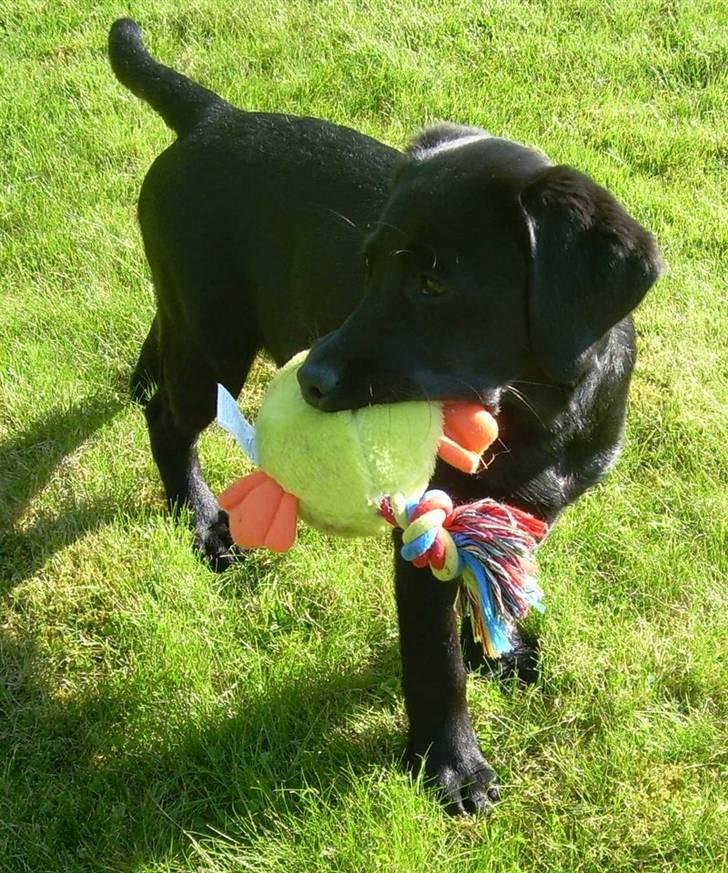 Labrador retriever Bella - Men jeg skal da liiiige se hvad der foregår derovre... billede 6