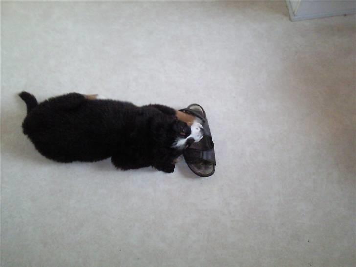 Berner sennenhund Minnie - Uhm... Min sko. Bedsteors gamle aflagte sko, se dem må man bide i. lækkert... billede 10