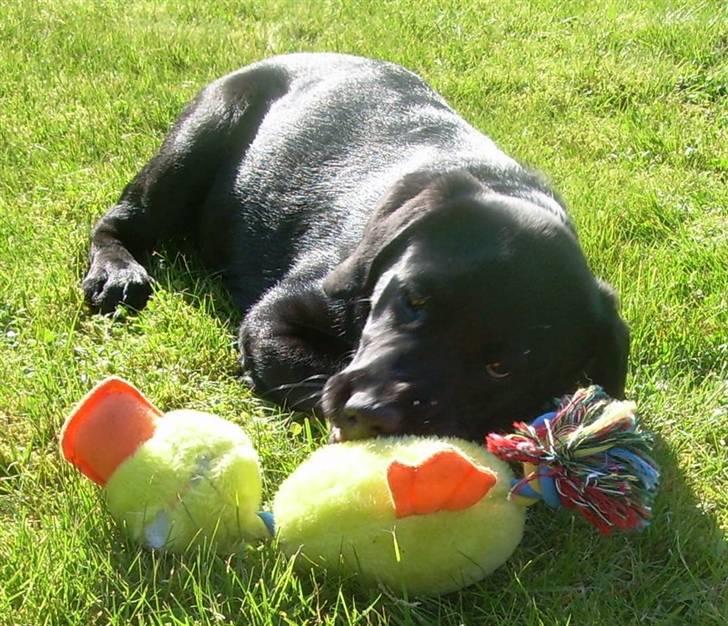 Labrador retriever Bella - Min and er nu god. billede 7