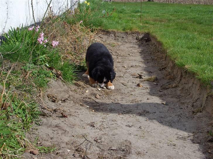 Berner sennenhund Minnie - lugte, lugte, hmm hvad er det...? billede 11