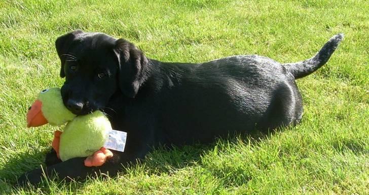 Labrador retriever Bella - Hej mor :D billede 8