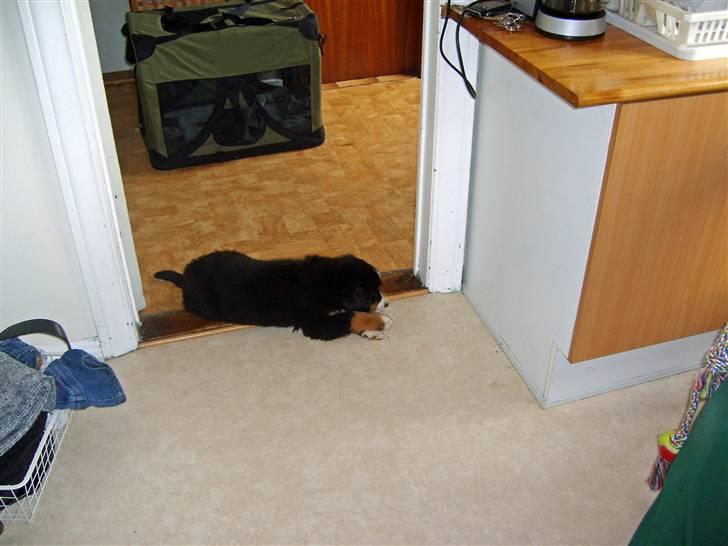 Berner sennenhund Minnie - tihi... En lidt stor dørstopper billede 12